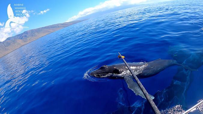 humpback whale calf