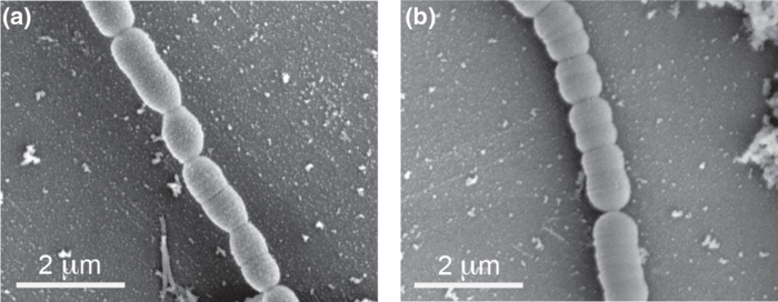 Allobaculum mucilyticum (l) and Allobaculum fili (r), as visualized by scanning electron microscopy