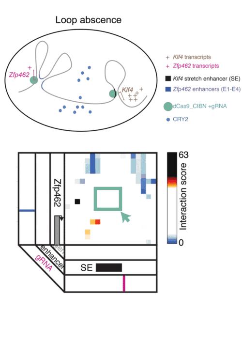 LADL Loops, Open and Closed