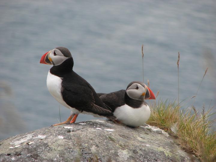 Puffins, Photographed on Runde Island