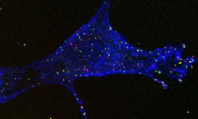 Dengue Virus Receptors