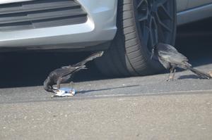 Great-tailed grackles