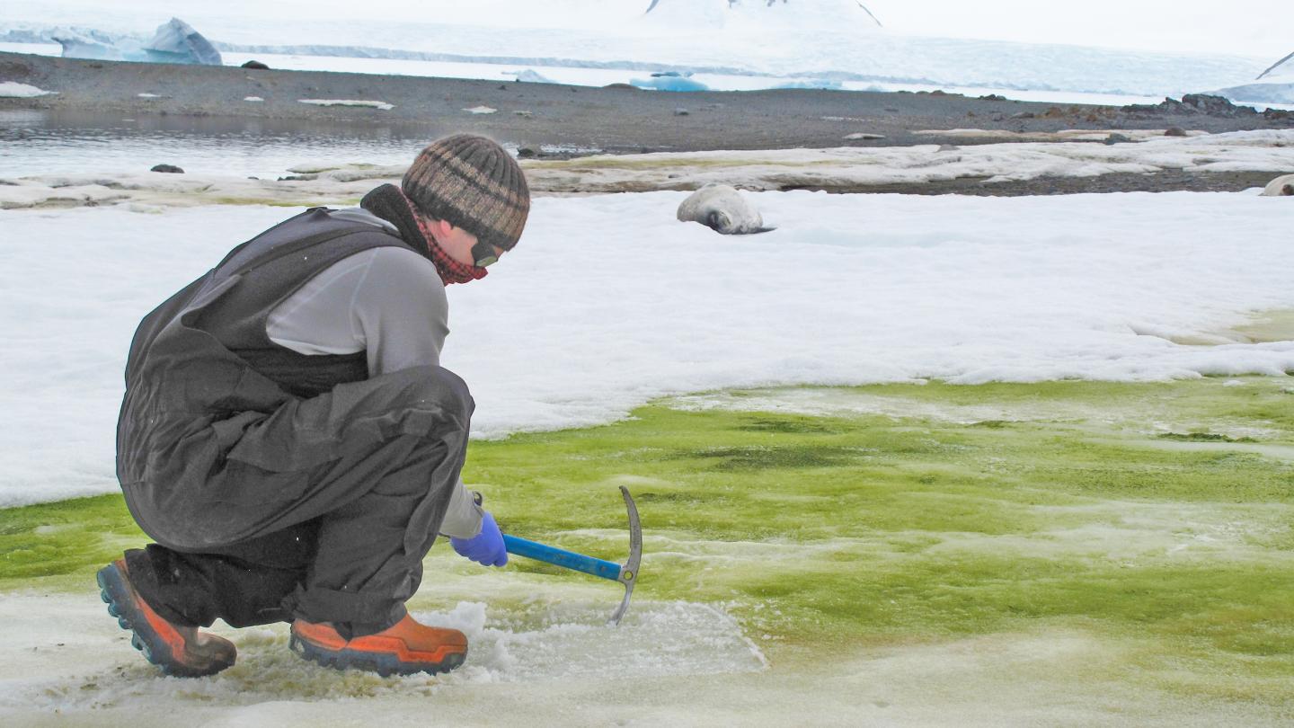 Green Snow in Antarctica