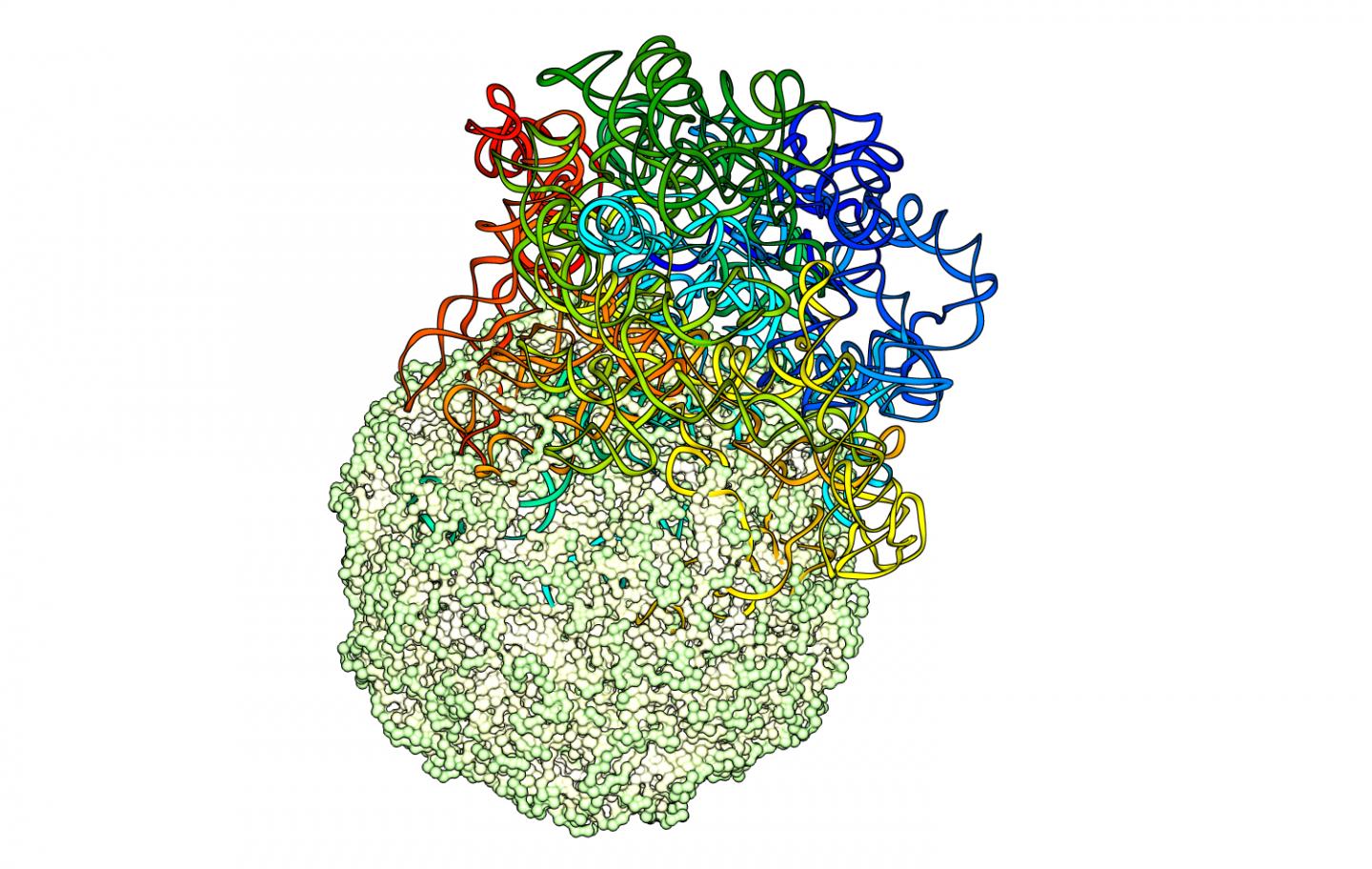 RNA in Capsid (3 of 3)
