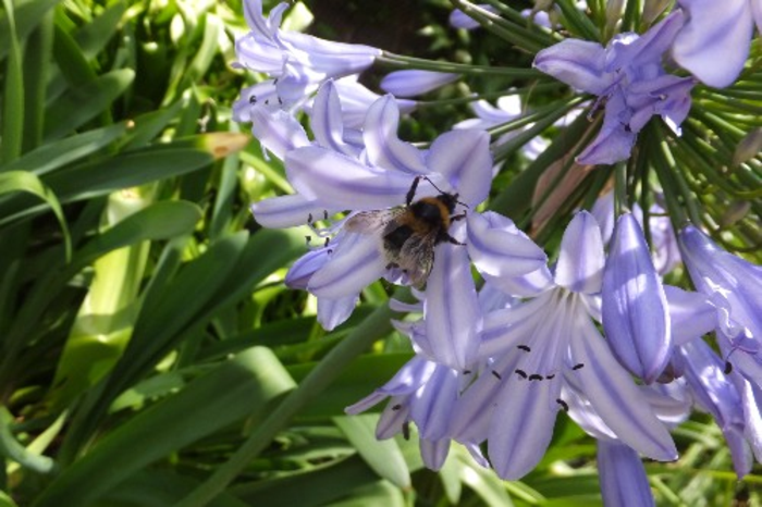 A garden bumblebee drinking nectar from an Agapanthus flower