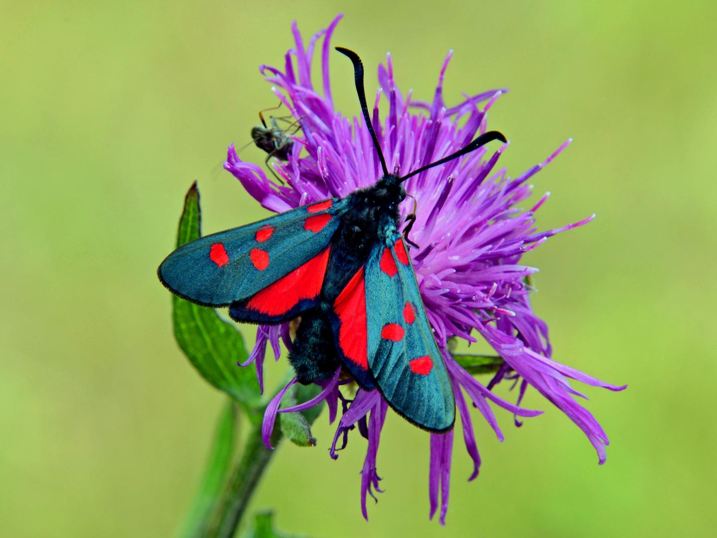 A Narrow-bordered five-spot burnet