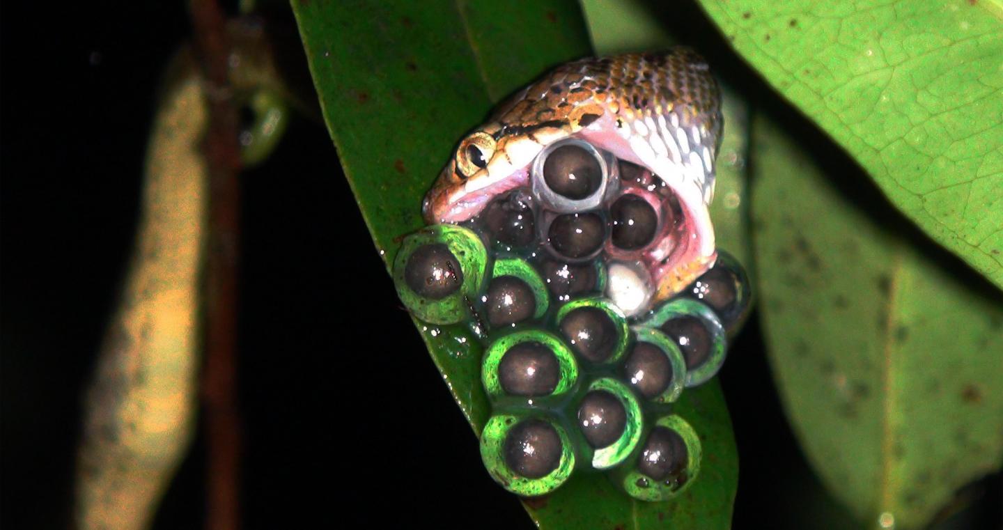 Eggs of the Bombay Night Frog Being Eaten by a Snake