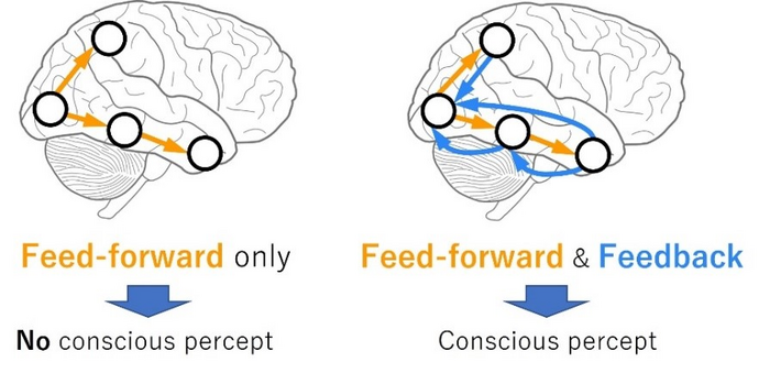 Importance of bidirectionality for consciousness