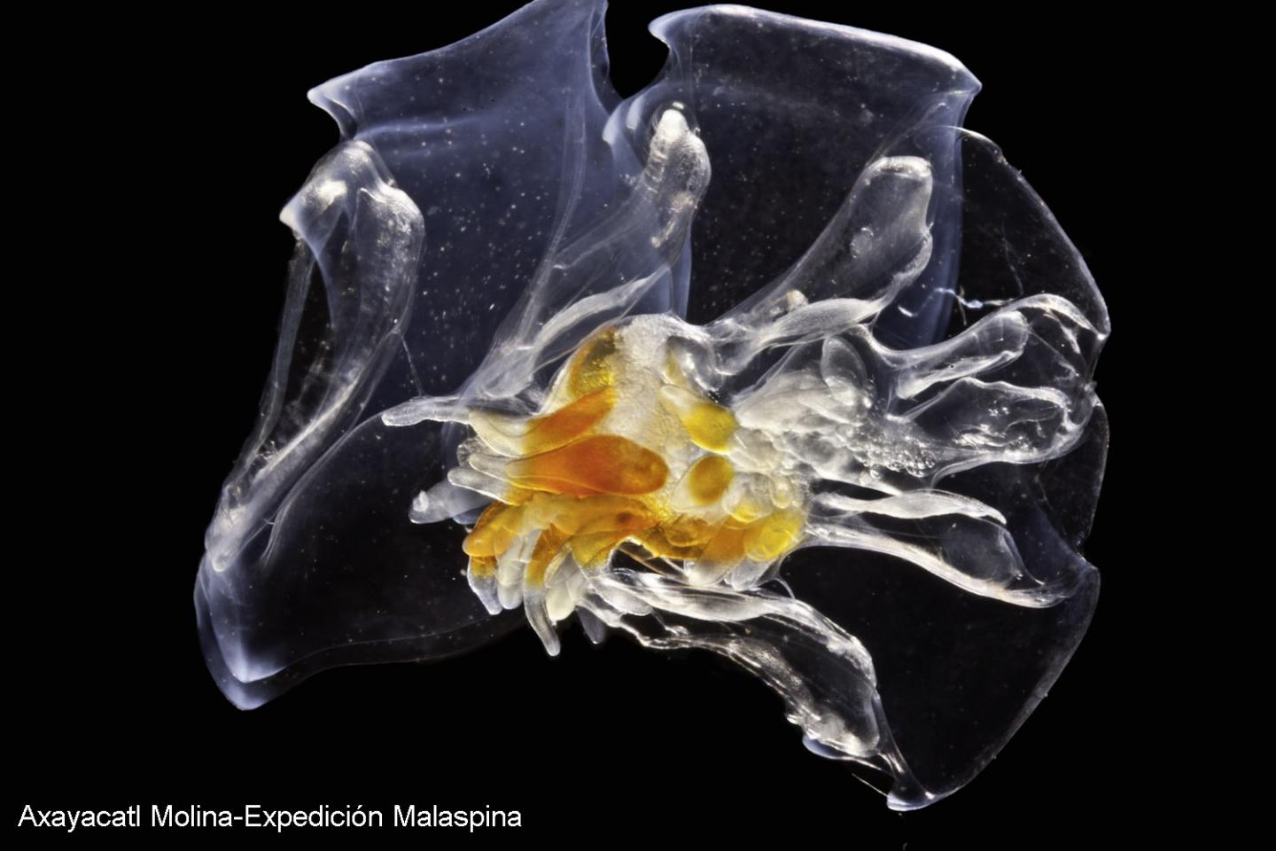 Axayacatl Molina -- Expedición Malaspina