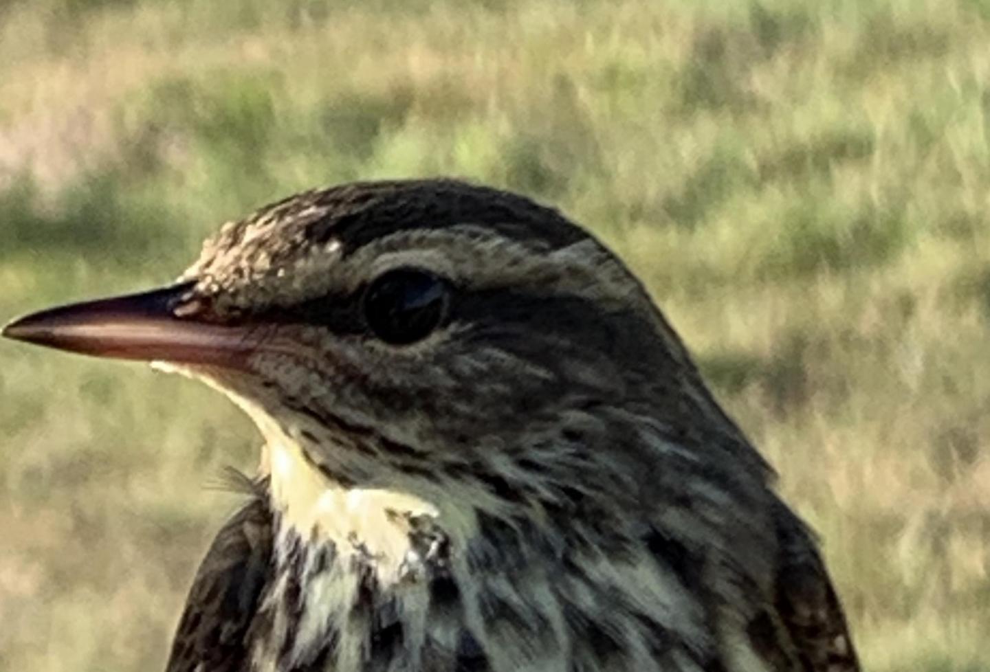 Northern Waterthrush