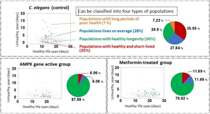 Mini-population analysis of nematode healthy lifespan by C-HAS