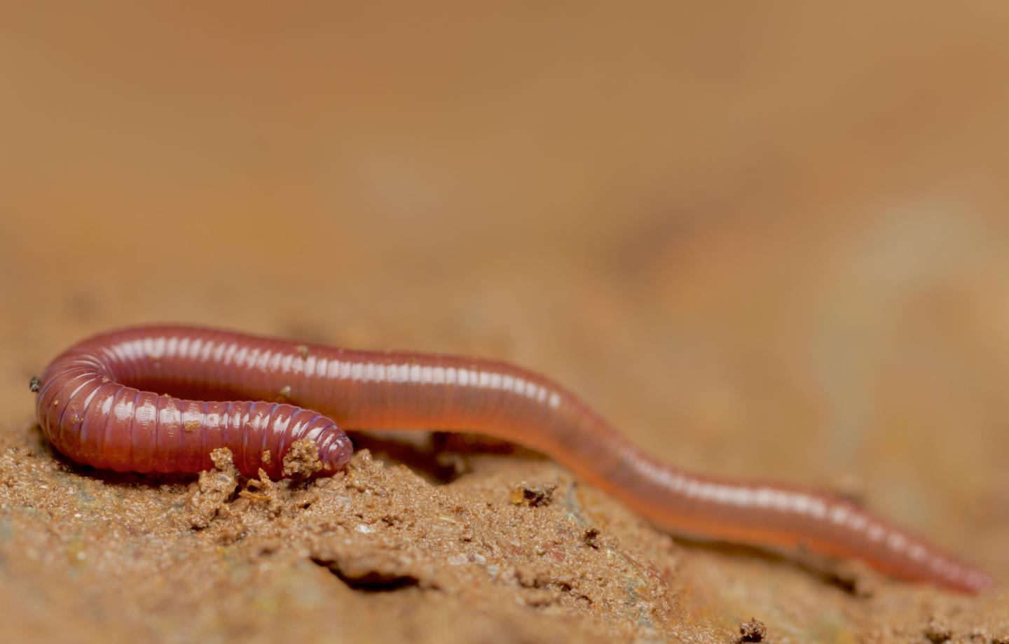 Juvenile Earthworm [IMAGE] EurekAlert! Science News Releases