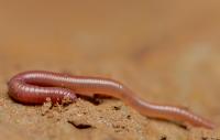 Juvenile Earthworm