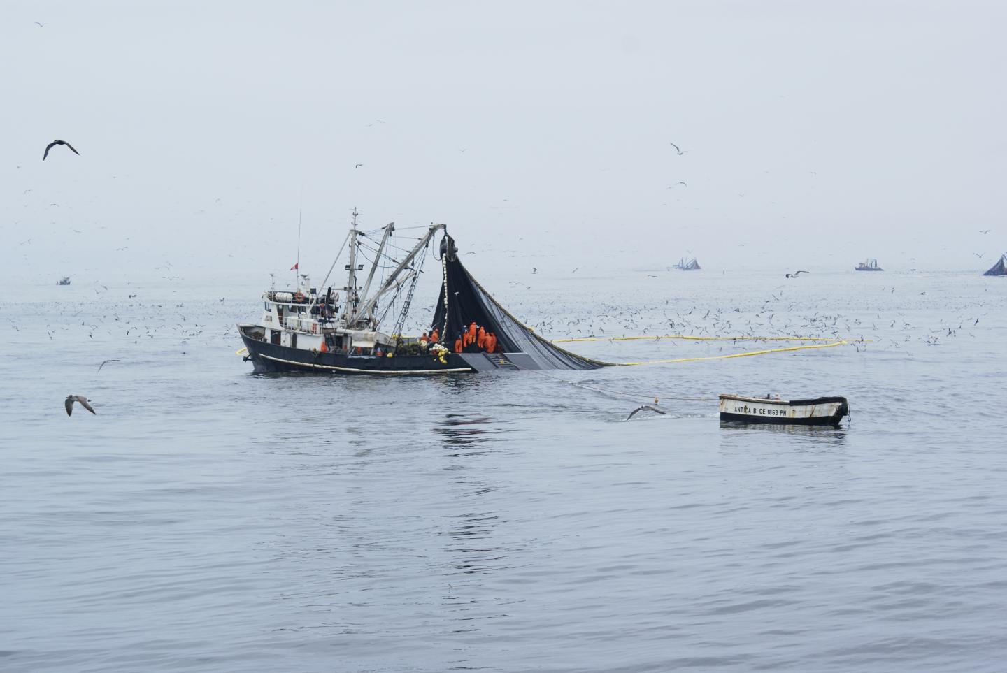 Peruvian Industrial Purse Seiners in Full Activity of Anchovy Fishing