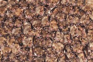 myotis bats roosting together 2