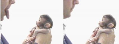 Newborn Macaque