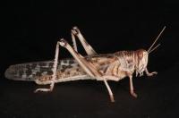 A Locust (<i>Schistocerca gregaria</i>)