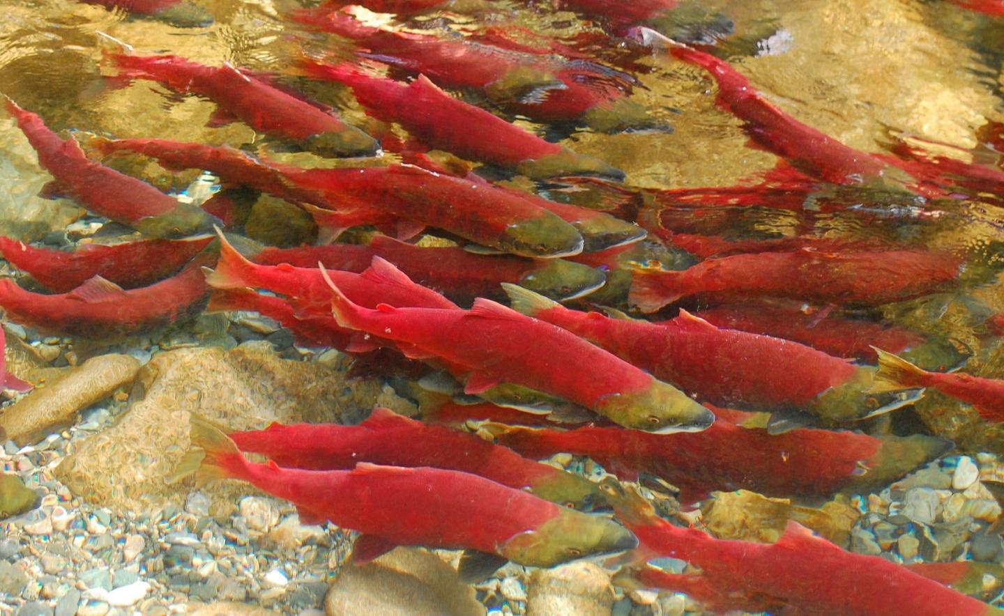 Migrating sockeye salmon