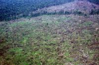 Deforestation in the Amazonian Forest of Brazil