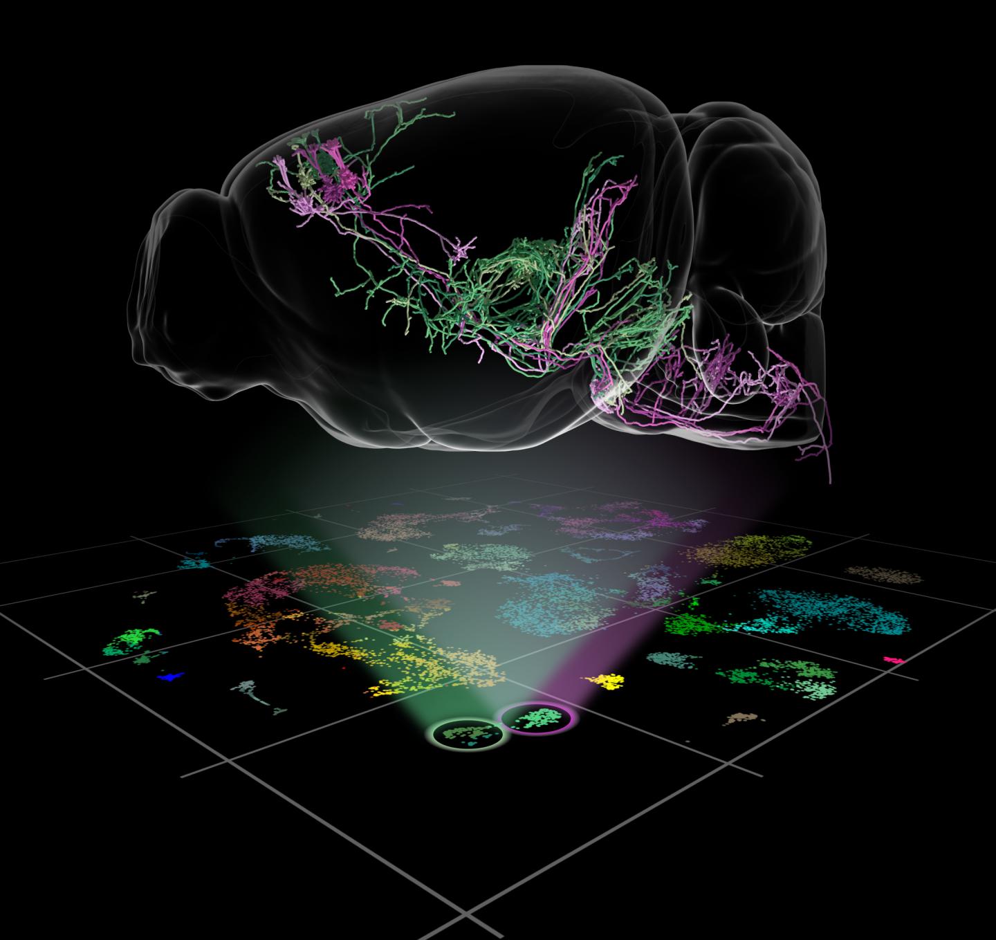 Gene Expression Patterns Image Eurekalert Science News Releases