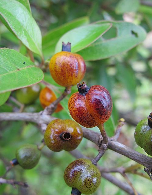 Heart-Shaped Fruits