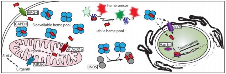 Heme's Journey in a Cell