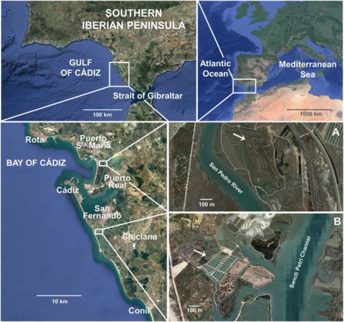 Study area showing the location of the extensive (A) and semi-intensive (B) ‘esteros’. Wild specimens were collected along the coast between Rota and Conil localities.