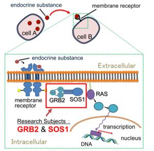 Signal transduction by GRB2 and SOS1.