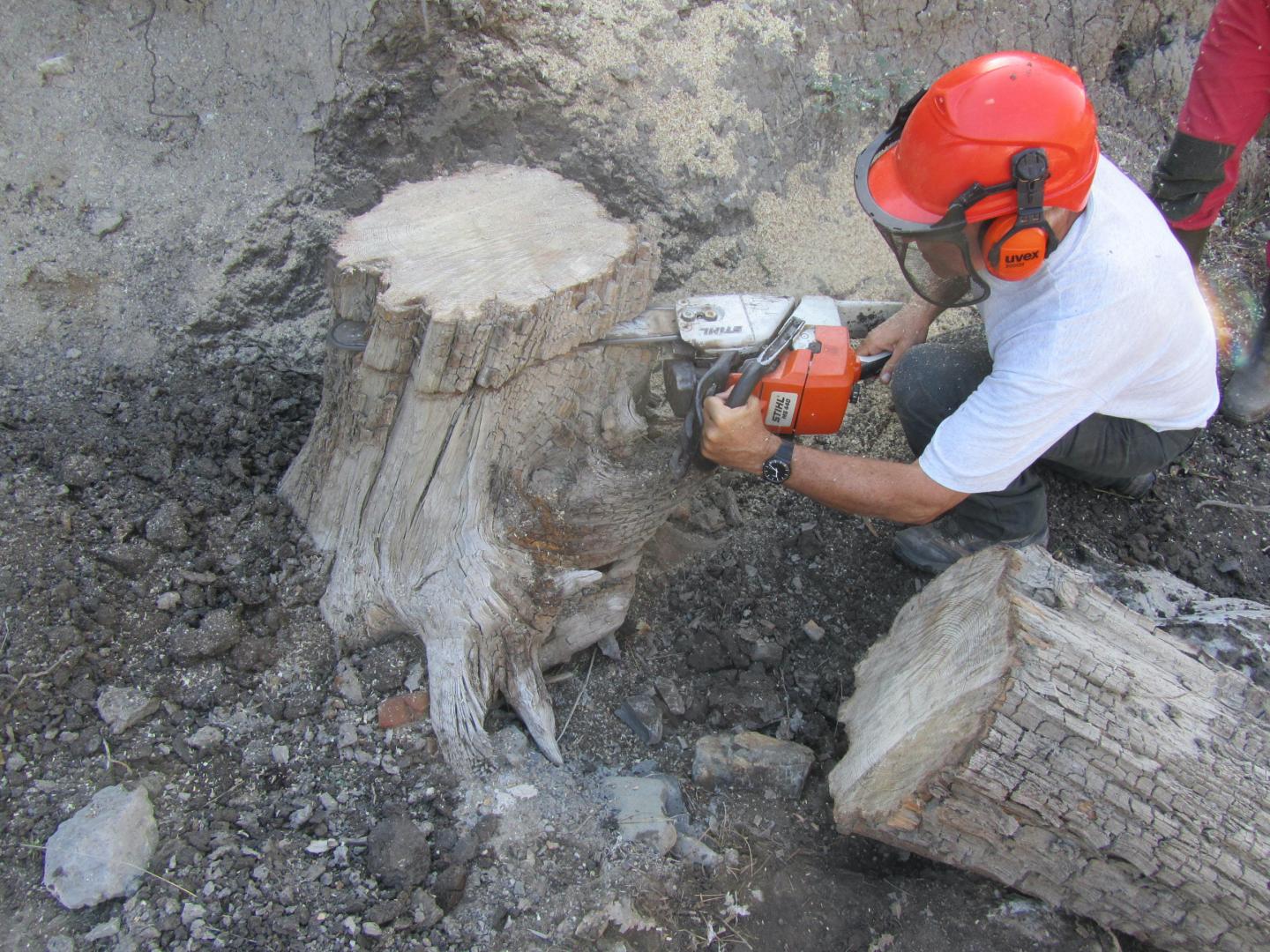 Sampling subfossil wood used for calibrating radiocarbon ages