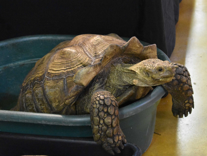 Sulcata Tortoise