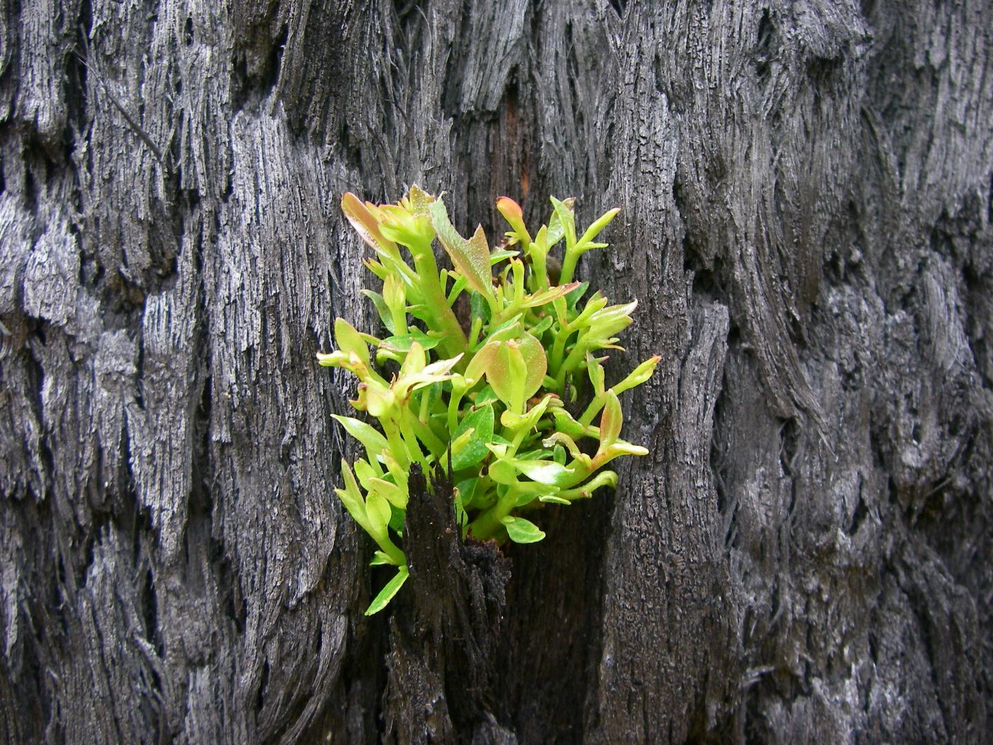 Eucalyptus Tree Producing Shoots Straight From Burned Bark