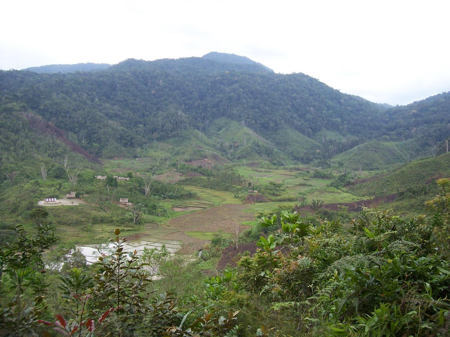 Forest Fragments Act as Separate Coevolutionary Engines to Cause Divergence in Pathogens