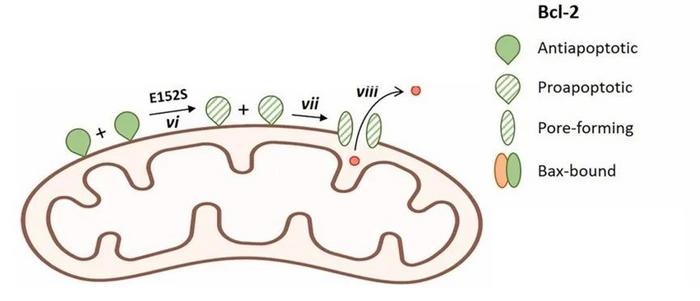 A MODEL FOR FUNCTIONAL CONVERSION OF ANTIAPOPTOTIC BCL-2 TO A BAX-LIKE PROAPOPTOTIC PORE-FORMING MOLECULE.