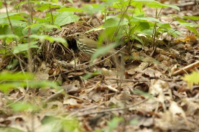 Ovenbird Feeding