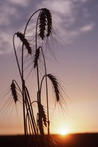 Wheat seed heads