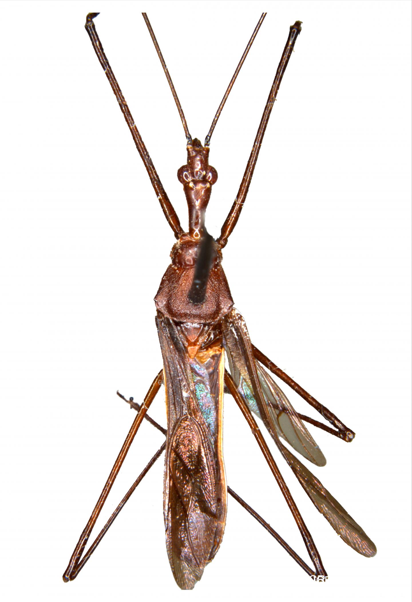 New Assassin Bug Species Z. casii