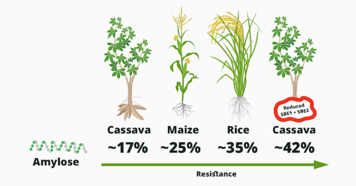 Typical percentage of amylose across common crops