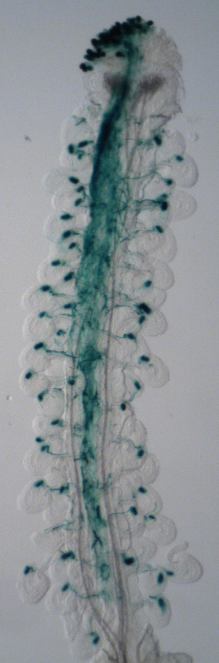 Arabidopsis Pollen Tube