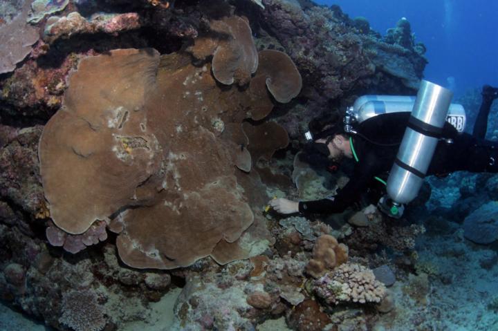 Researcher collecting samples from a Pachyseris speciosa colony