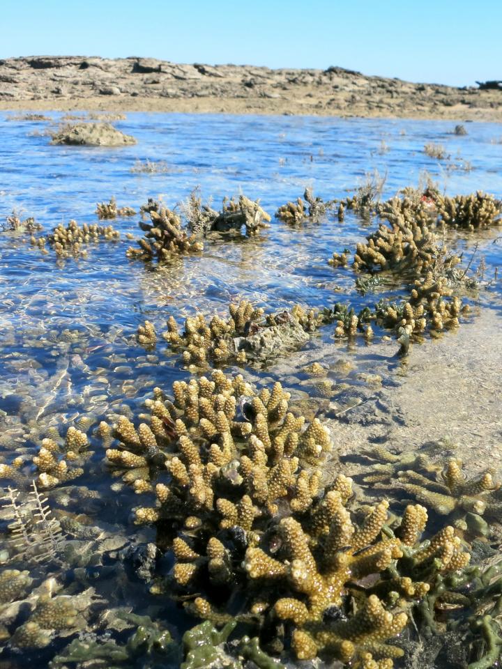 Intertidal Corals Off The North West Coast Of Australia