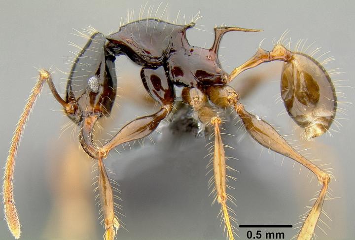 <i>Pheidole pegasus</I>