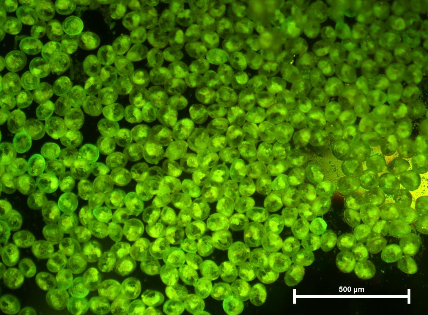 Calcein-stained oyster larvae