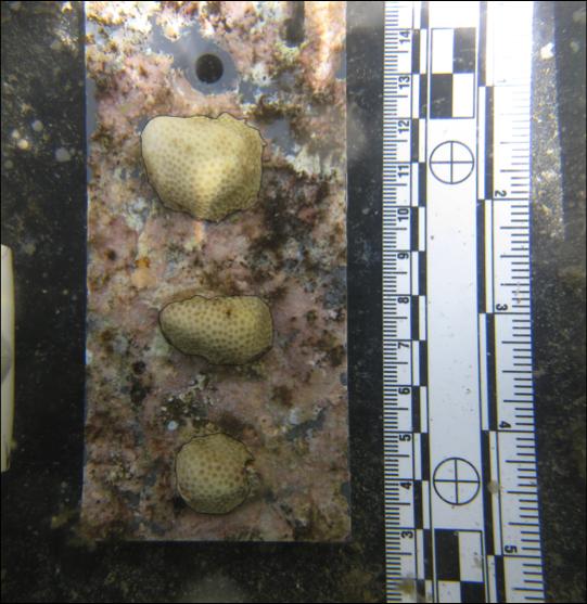 Coral Pieces After Deployment