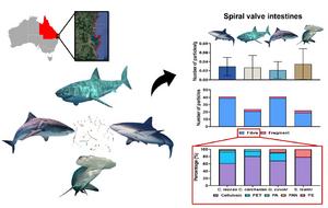 Microplastics and non-plastic anthropogenic fibres found in four shark species.