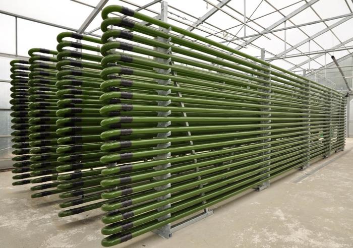 A closed photo bioreactor where micro algae are cultivated in glass tubes