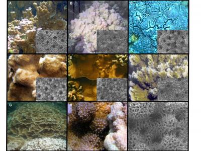 Hawaiian Corals