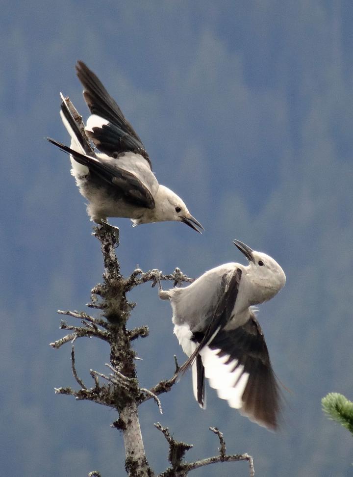 Sparring Clark's Nutcrackers