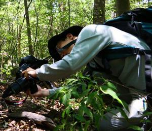 SUETSUGU conducting an ecological survey of Monotropastrum humile in Kirishima