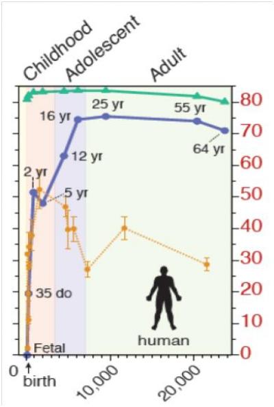 Changes in Cerebral Cortex Epigenome Throughout Life