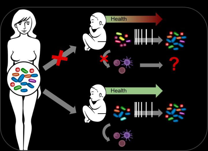 Caesarean Birth Prevents Important Bacterial Functions from Being Passed On